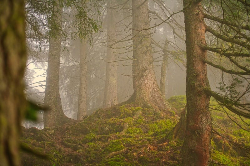 Lush Forest