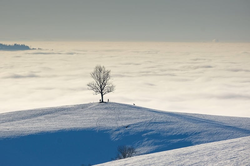 Snowy Landscape